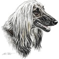 Afghane - Afghan Hound - K1