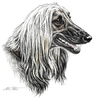 Afghane - Afghan Hound - K1