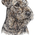 Airedale Terrier - K2
