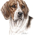Beagle - K4