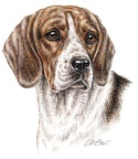 Kolorierte Federzeichnungen - Coloured Ink Drawings