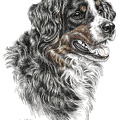 Berner Sennenhund - Bernese mountain dog - K5
