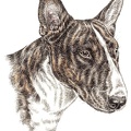 Bullterrier - K9