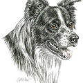 Border Collie - K7