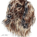 Langhaardackel - Dachshund - K13