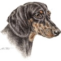 Kurzhaardackel - Dachshund - K12