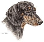 Kurzhaardackel - Dachshund - K12