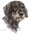 Rauhaardackel - Dachshund - K15