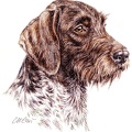 Deutsch Drahthaar -German Wirehaired Pointer - K20