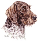 Deutsch Drahthaar -German Wirehaired Pointer - K20