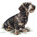 Rauhaardackel - Dachshund - K17