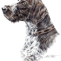 Deutsch Drahthaar - German Wirehaired Pointer - K19