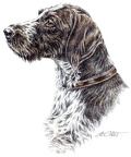 Deutsch Drahthaar - German Wirehaired Pointer - K19