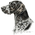 Deutsch Drahthaar -German Wirehaired Pointer - K21