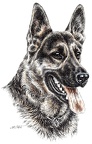Deutscher Schaeferhund - German Shepherd Dog - K23