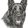 Deutscher Schaeferhund - German Shepherd Dog - K25