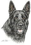 Deutscher Schaeferhund - German Shepherd Dog - K25