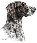 Deutsch Kurzhaar - German Shorthaired Pointer - K26