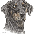 Dobermann - Doberman - K28