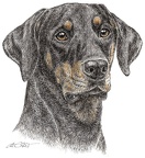 Dobermann - Doberman - K28