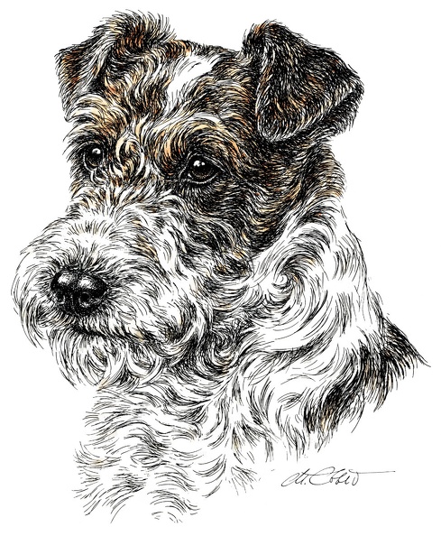 Foxterrier-K31.jpg