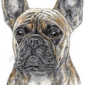 Französische Bulldogge - French Bulldog - K33