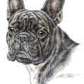 Französische Bulldogge - French Bulldog - K34