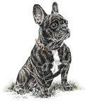 Französische Bulldogge - French Bulldog - K35