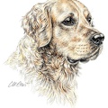 Golden Retriever - K37