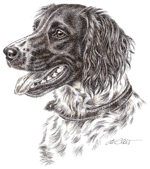 Kleiner Muensterlaender-K43.jpg