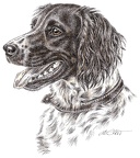 Kleiner Münsterländer - Small Münsterländer - K43