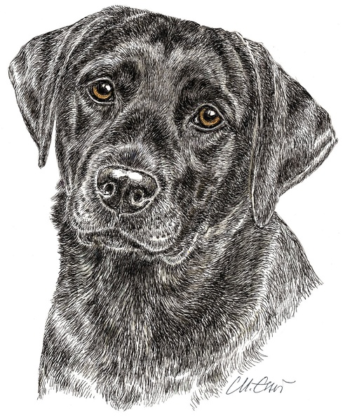 LabradorRetriever-K45.jpg