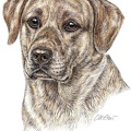 Labrador Retriever - K46