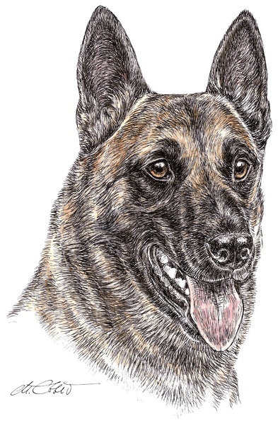Malinois-K47.jpg