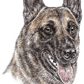 Malinois - K47