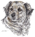 Mischling Dusty - Crossbreed - K51