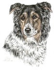 Mischling Cilly - Crossbreed - K50