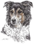 Mischling Cilly - Crossbreed - K48