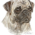 Mops - Pug - K53