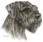 Riesenschnauzer - Giant Schnauzer - K57