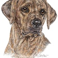 Rhodesian Ridgeback - K56