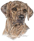 Rhodesian Ridgeback - K56