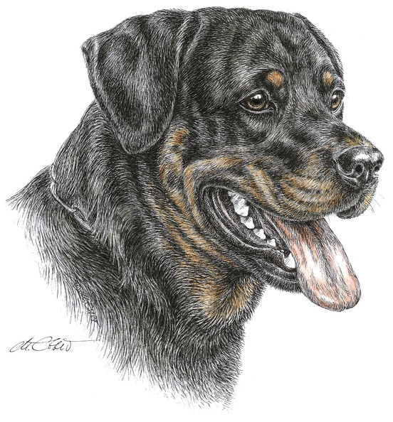 Rottweiler-K58.jpg