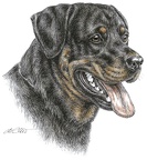 Rottweiler - K58
