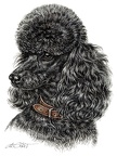 Pudel - Poodle - K55