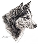 Sibirischer Husky - Siberien Husky - K62