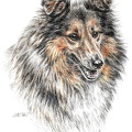 Sheltie - Shetland Sheepdog - K61