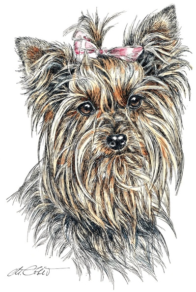 YorkshireTerrier-K63.jpg