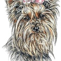 Yorkshire Terrier - K63