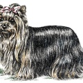 Yorkshire Terrier - K64